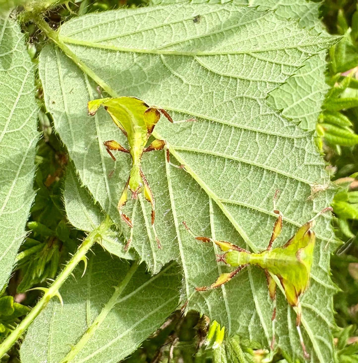 Phyllium tobeloense "Galela" Nymphs