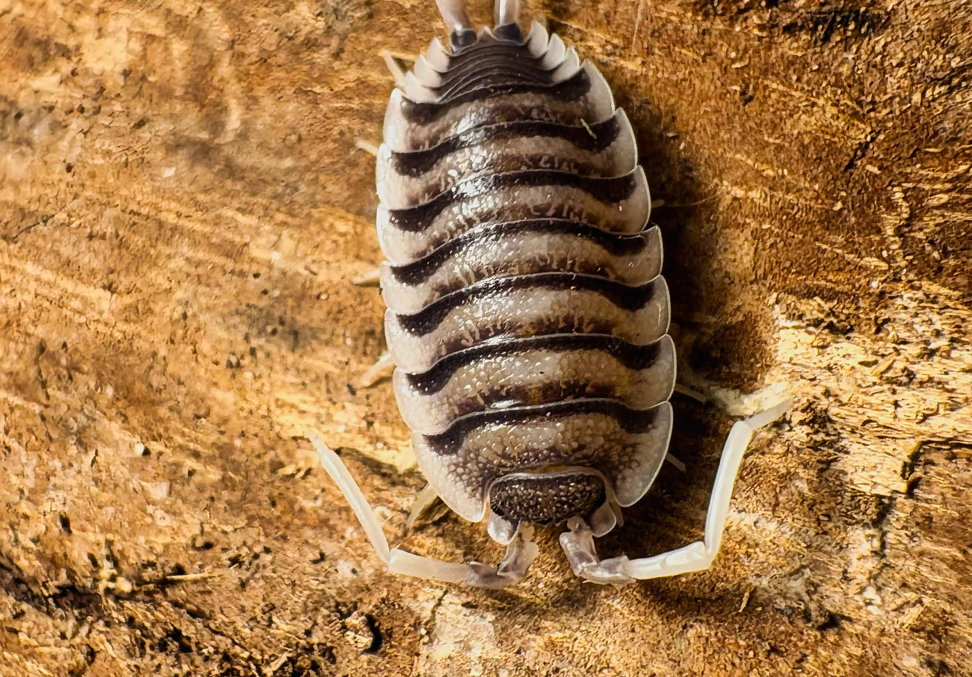 Porcellio Magnificus "Ultra White Antennae"