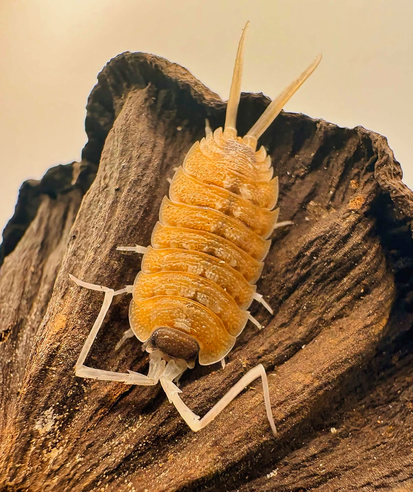 Porcellio Nicklesi "Orange Blaze"