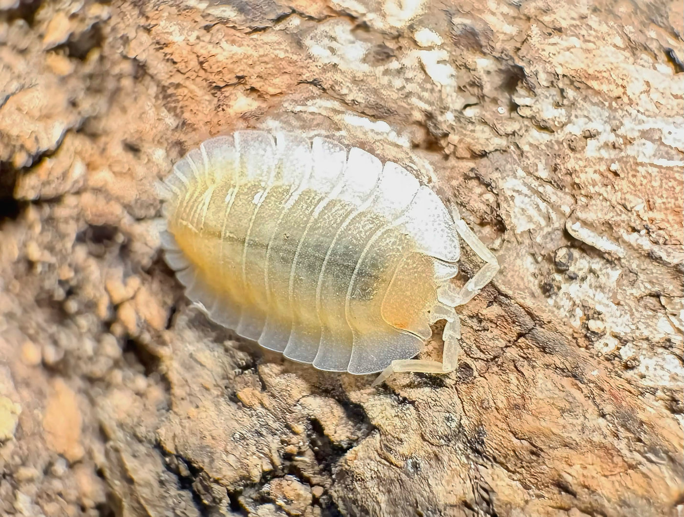 Porcellio werneri "Creamy"