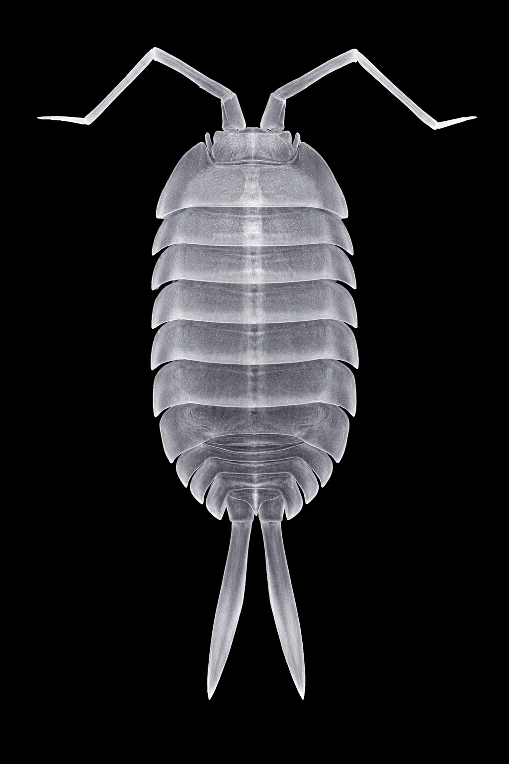 Top view
