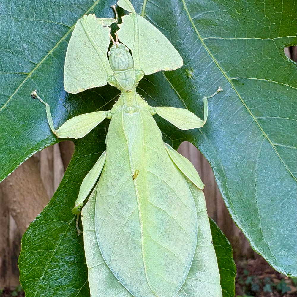 Cryptophyllium limogesi "Thac Krong Kmar" Eggs