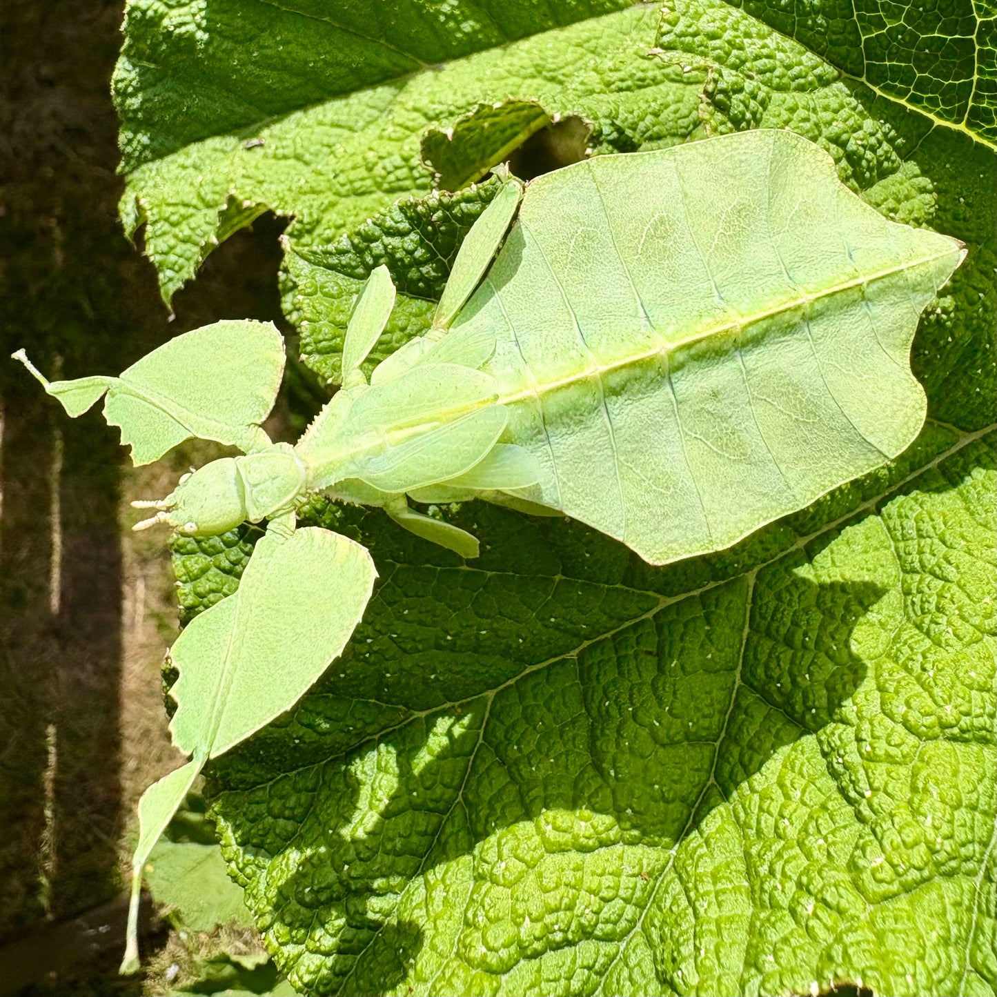 Cryptophyllium oyae "Ban Saleuy" Eggs