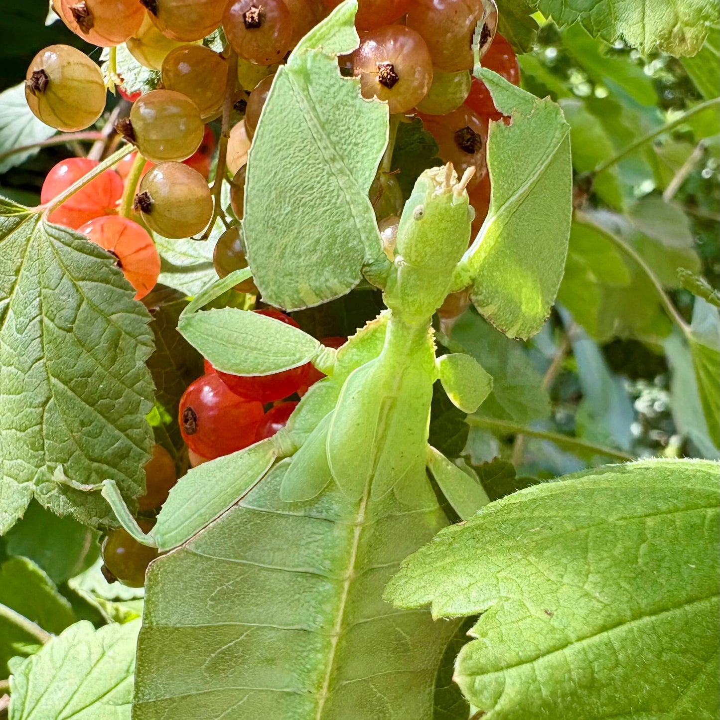 Cryptophyllium oyae "Ban Saleuy" Eggs