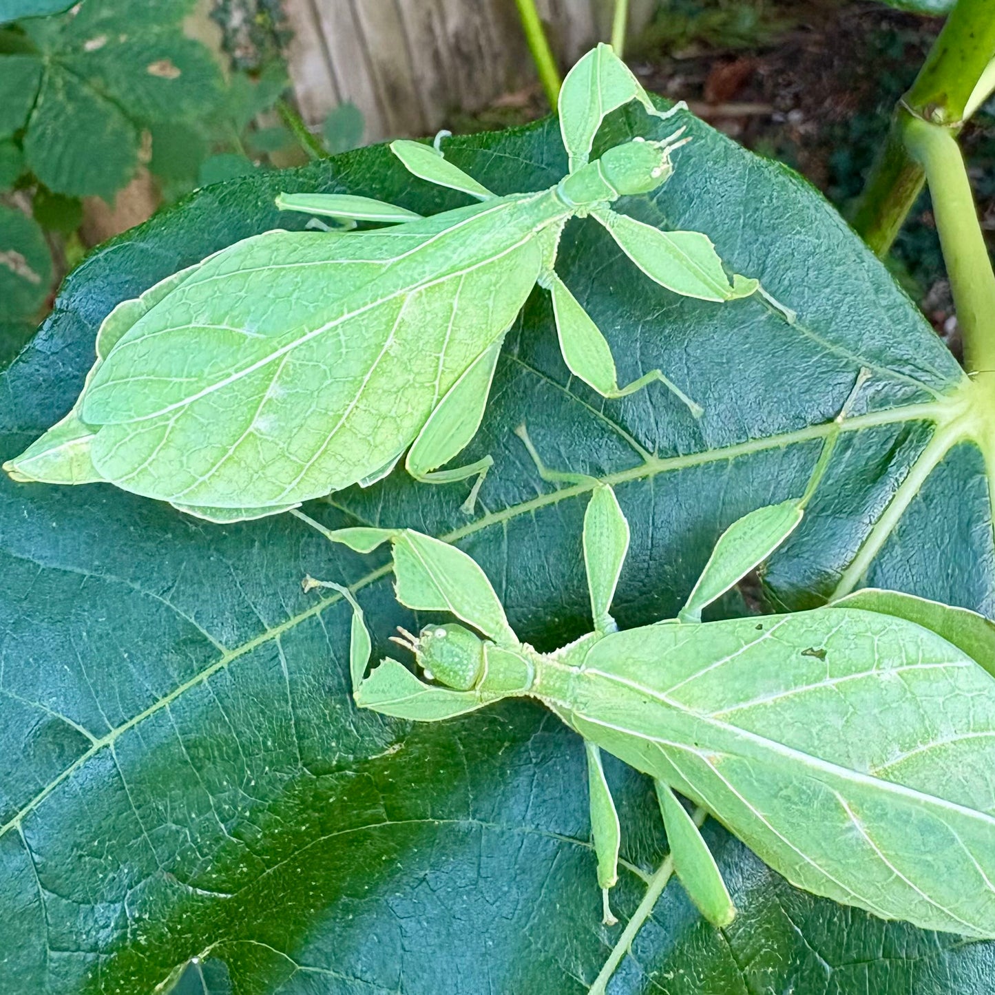 Phyllium gardabagusi "Argopuro" Eggs