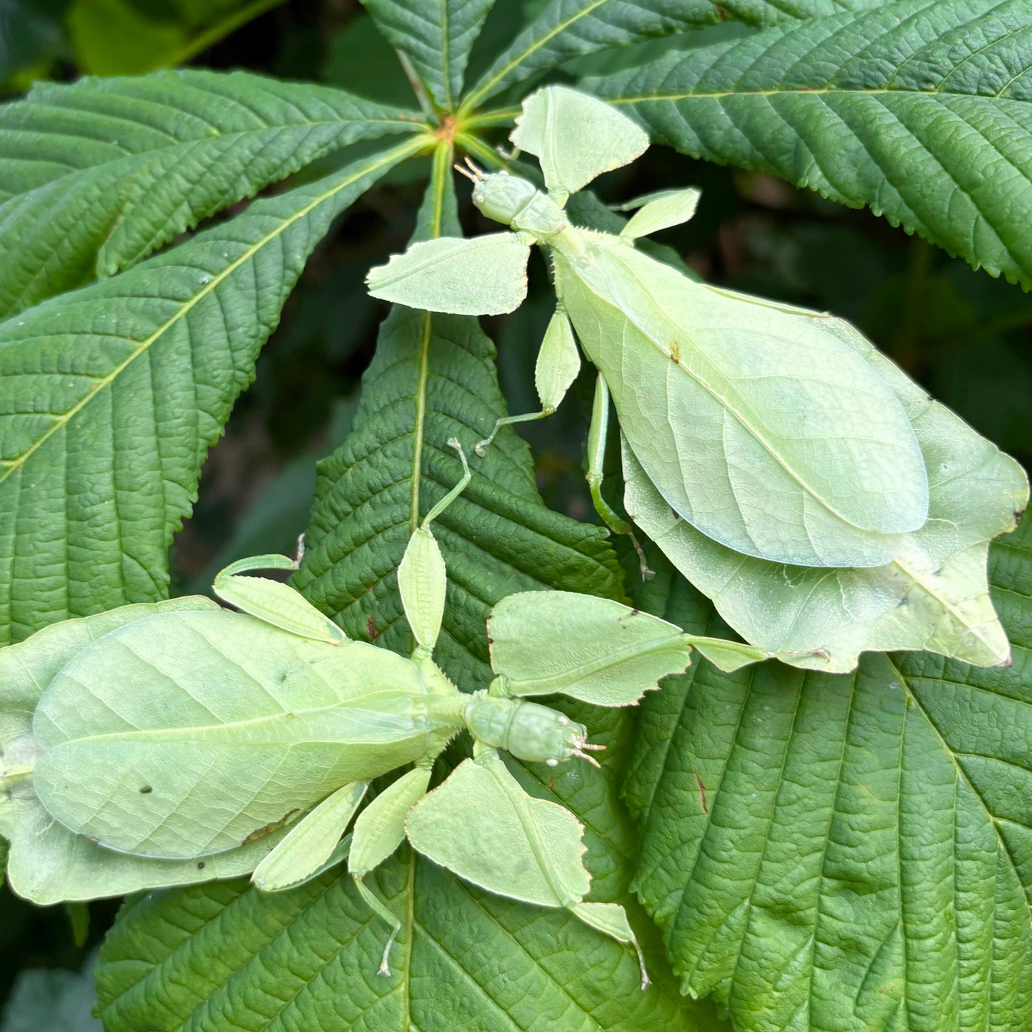Cryptophyllium limogesi "Thac Krong Kmar" Nymphs