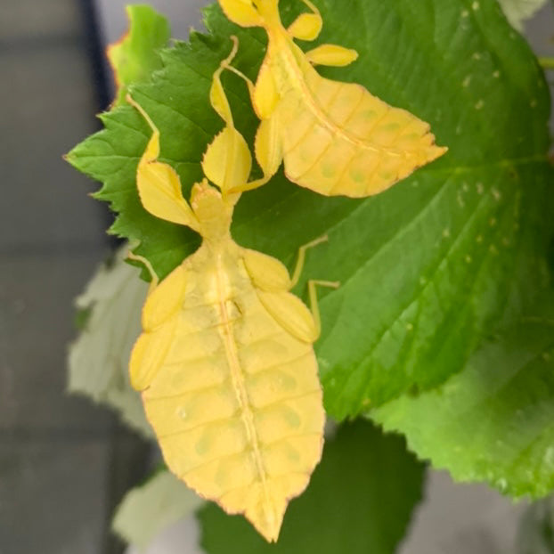 Phyllium philippinicum Nymphs